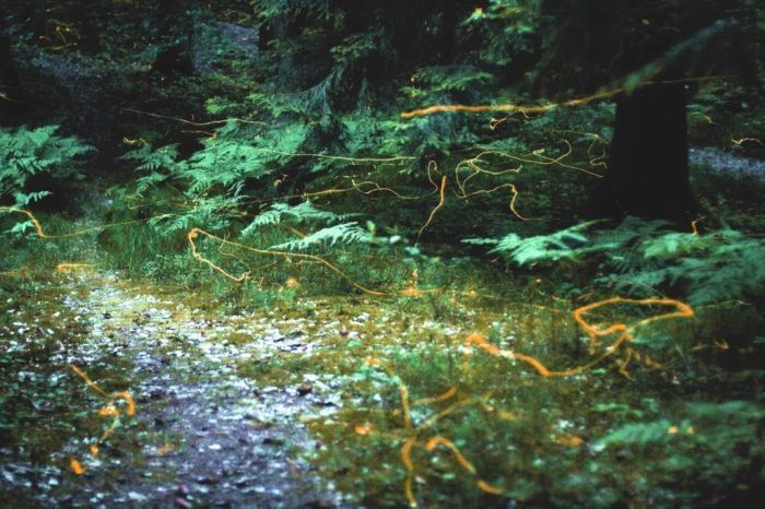 fireflies in the night