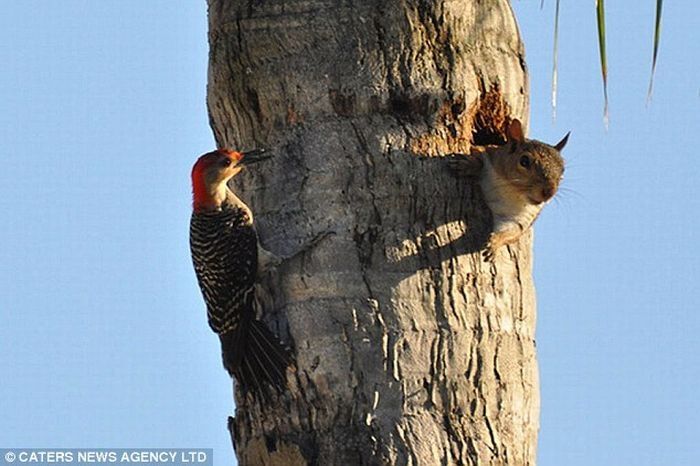 squirrell steals a woodpecker's house