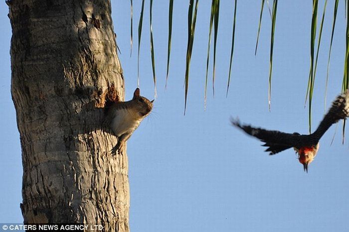 squirrell steals a woodpecker's house