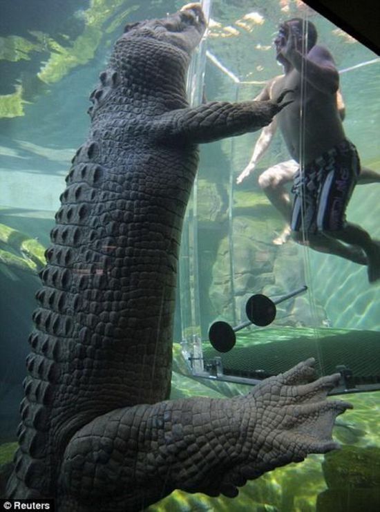 Cage of Death, Crocosaurus Cove Park, Darwin City, Australia