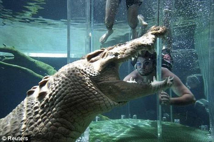 Cage of Death, Crocosaurus Cove Park, Darwin City, Australia