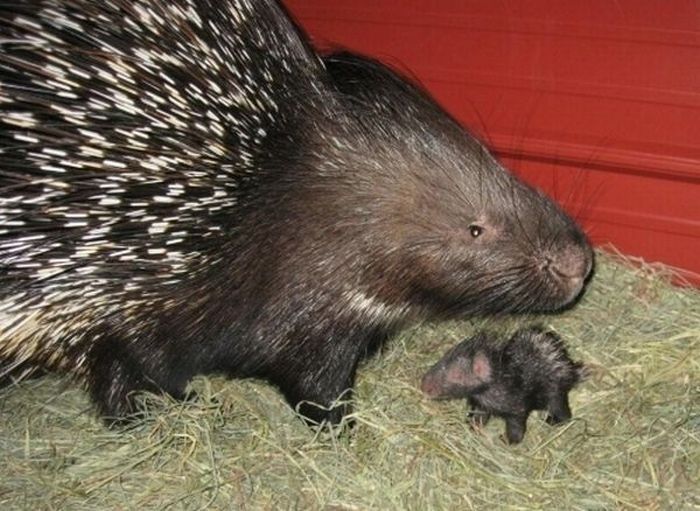 baby porcupine