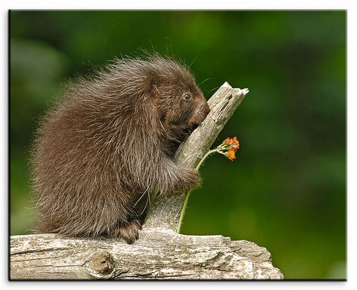 baby porcupine