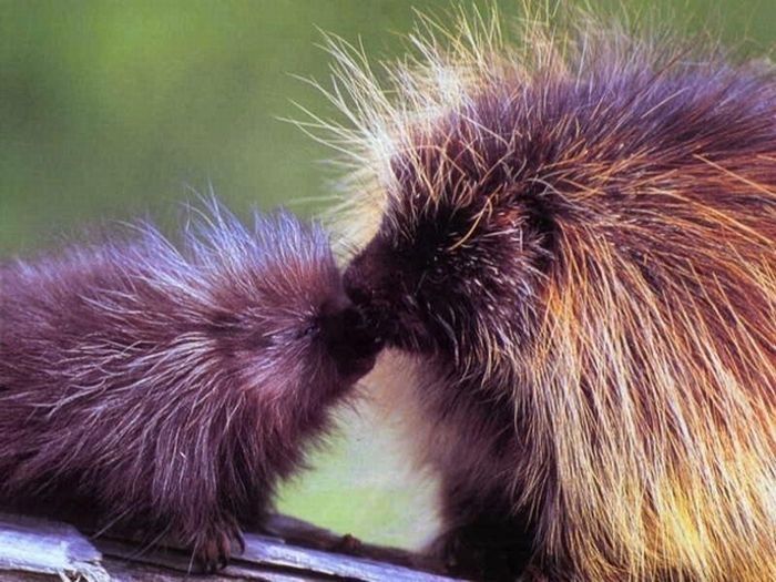 baby porcupine