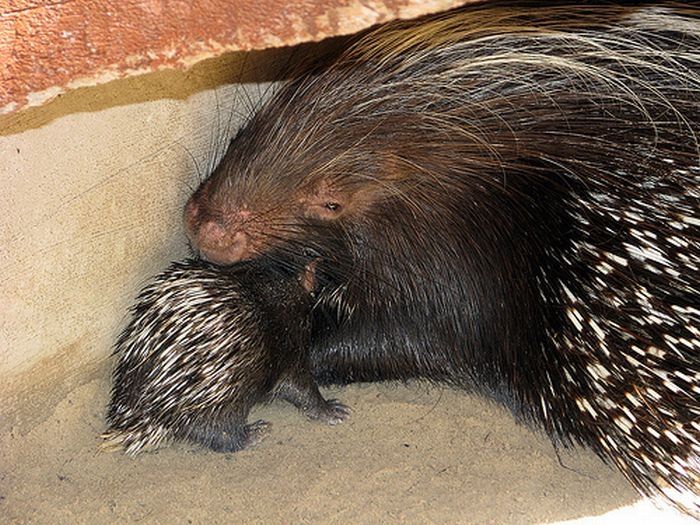 baby porcupine