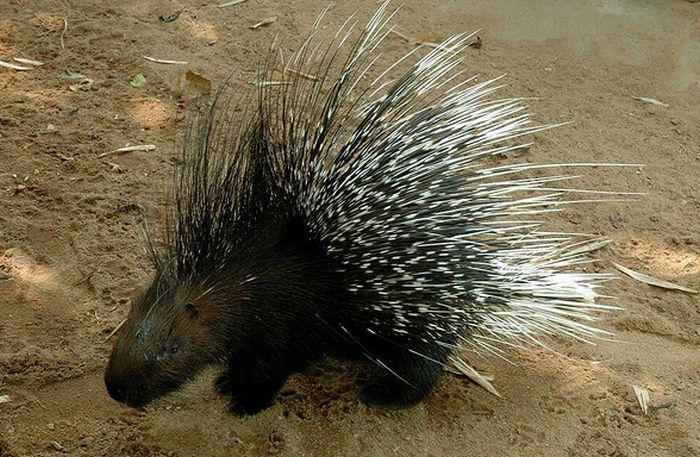 baby porcupine