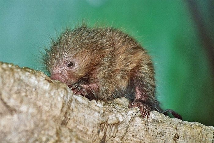 baby porcupine