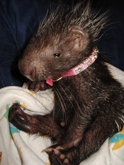 baby porcupine