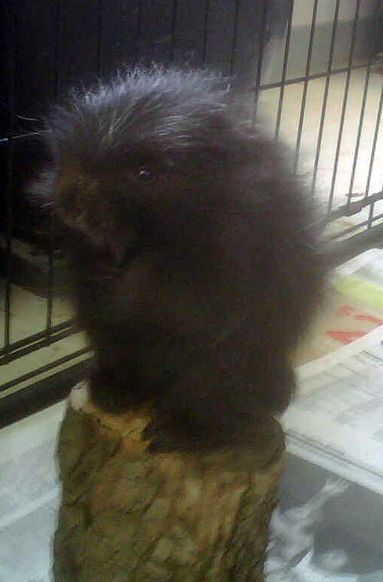 baby porcupine