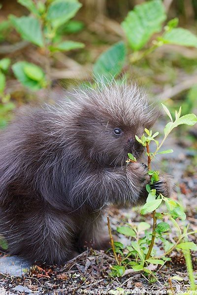 baby porcupine