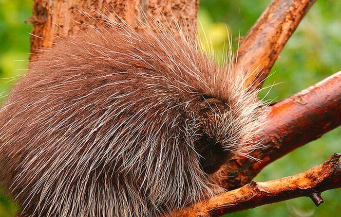 baby porcupine