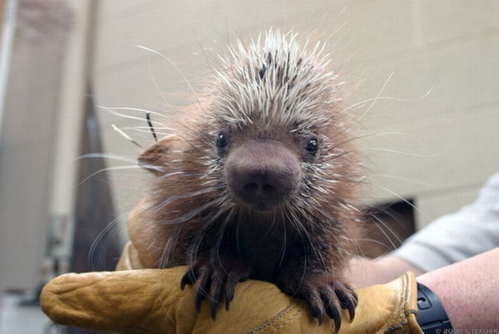 baby porcupine