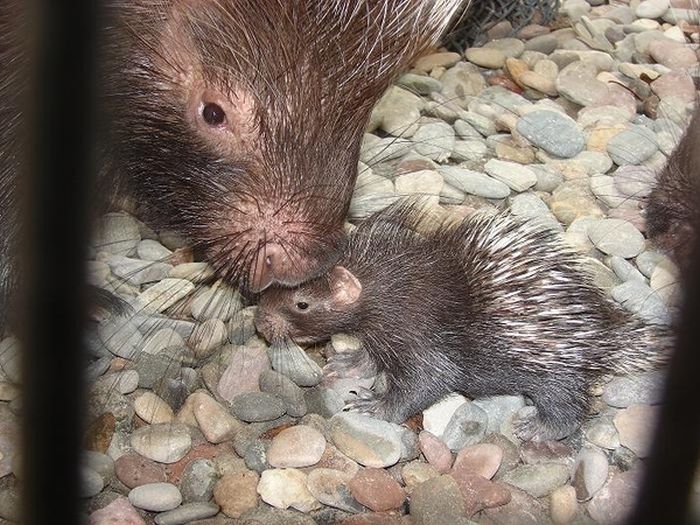 baby porcupine