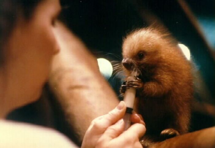 baby porcupine