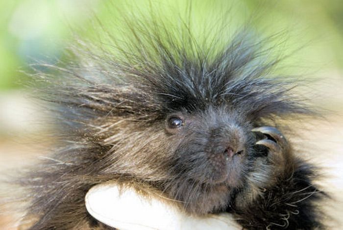 baby porcupine