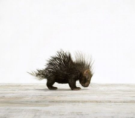 baby porcupine