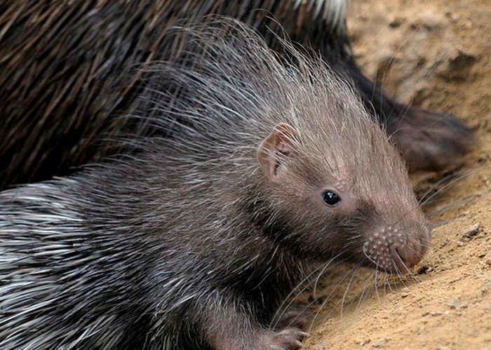 baby porcupine