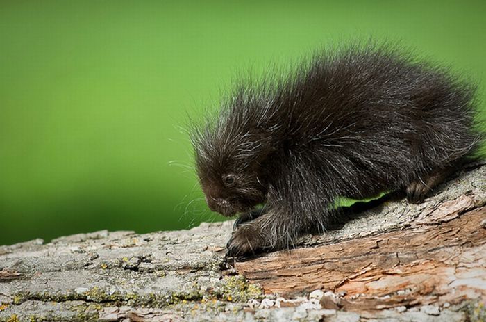 baby porcupine