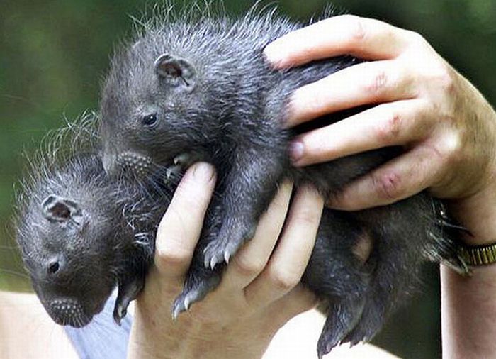 baby porcupine