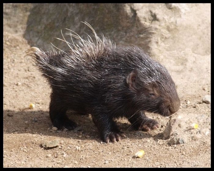 baby porcupine