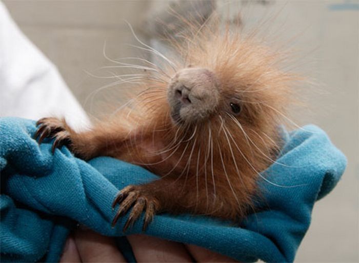 baby porcupine