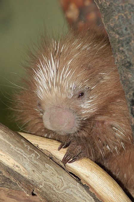 baby porcupine