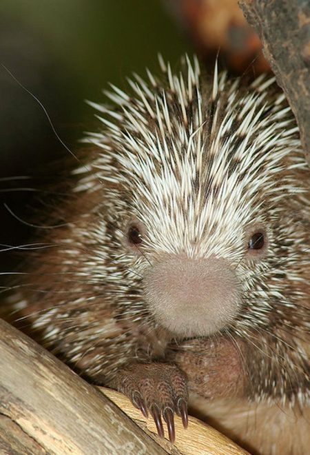 baby porcupine