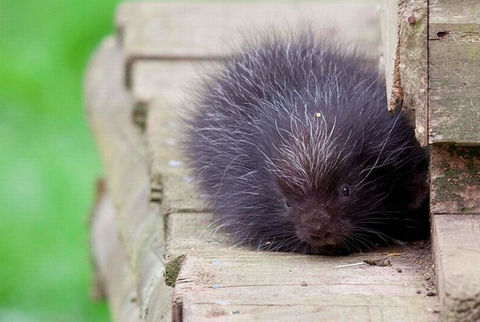 baby porcupine