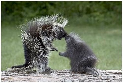 baby porcupine