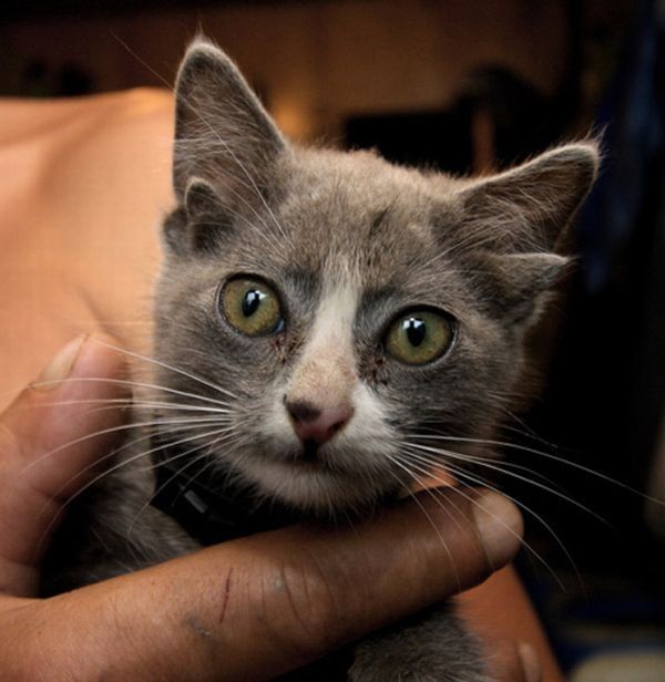 Yoda, kitten with four ears