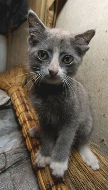 Yoda, kitten with four ears