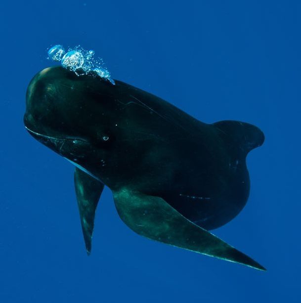 Pilot whale, Strait of Gibraltar