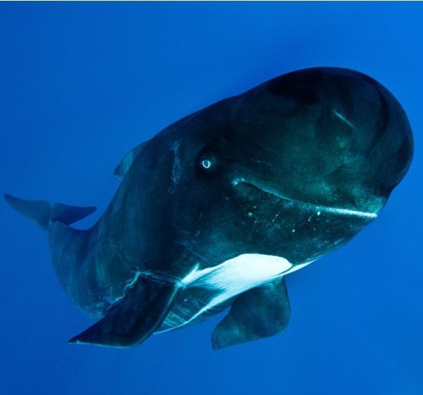 Pilot whale, Strait of Gibraltar