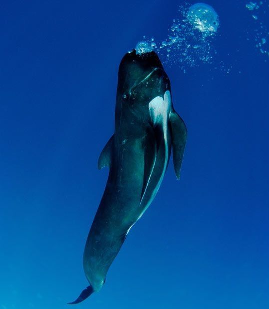 Pilot whale, Strait of Gibraltar