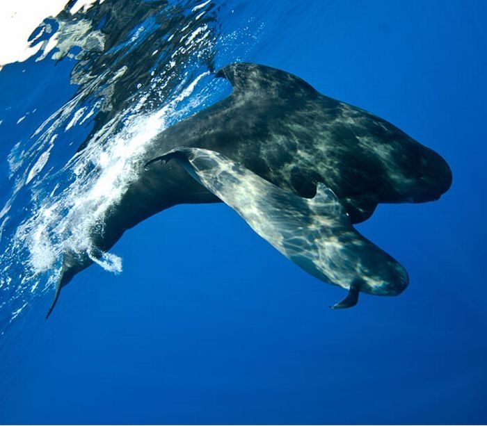 Pilot whale, Strait of Gibraltar