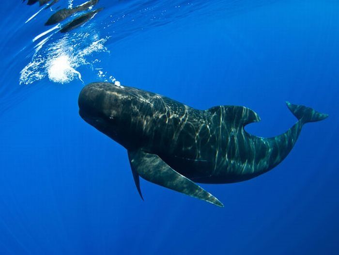 Pilot whale, Strait of Gibraltar