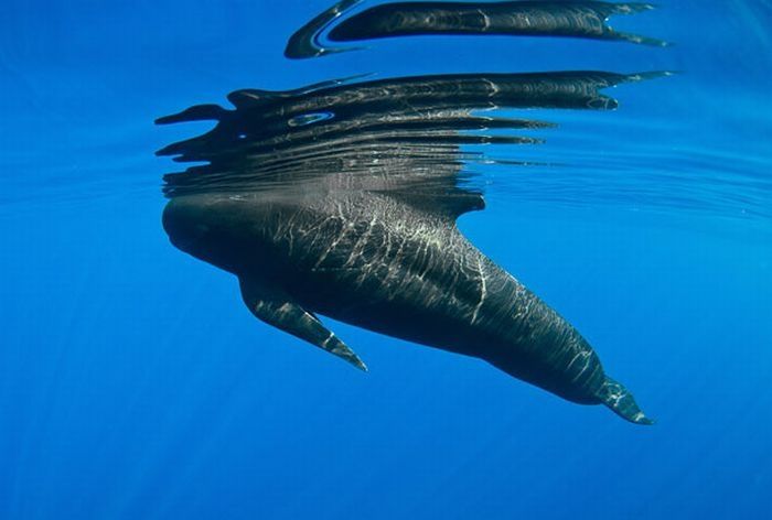 Pilot whale, Strait of Gibraltar