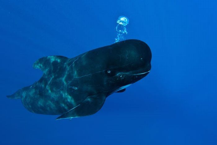 Pilot whale, Strait of Gibraltar