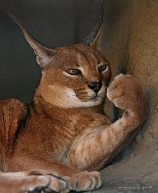 big cat
