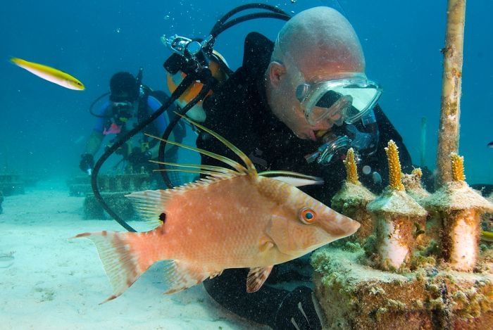 Coral reefs, Key Largo, Florida, United States