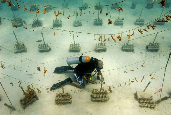 Coral reefs, Key Largo, Florida, United States