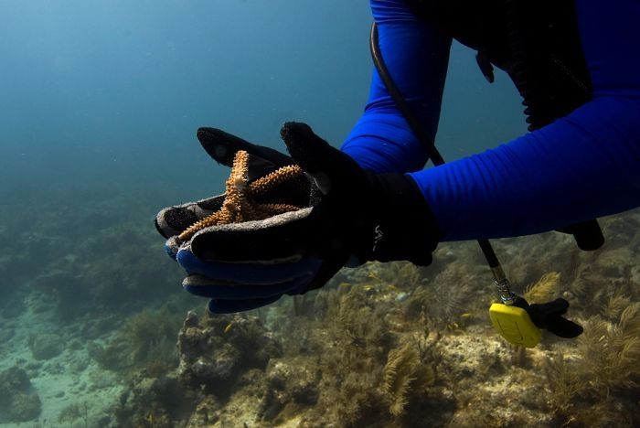 Coral reefs, Key Largo, Florida, United States