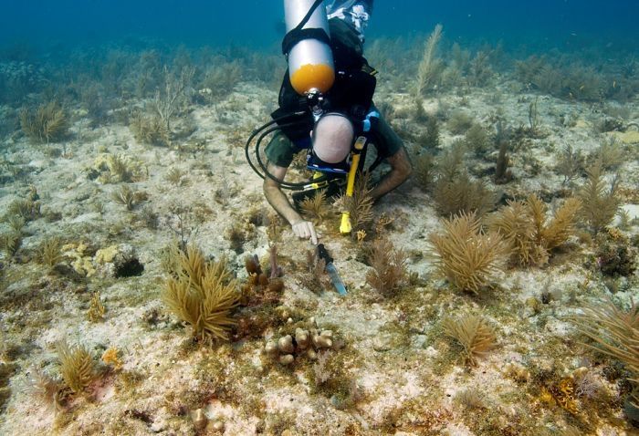 Coral reefs, Key Largo, Florida, United States