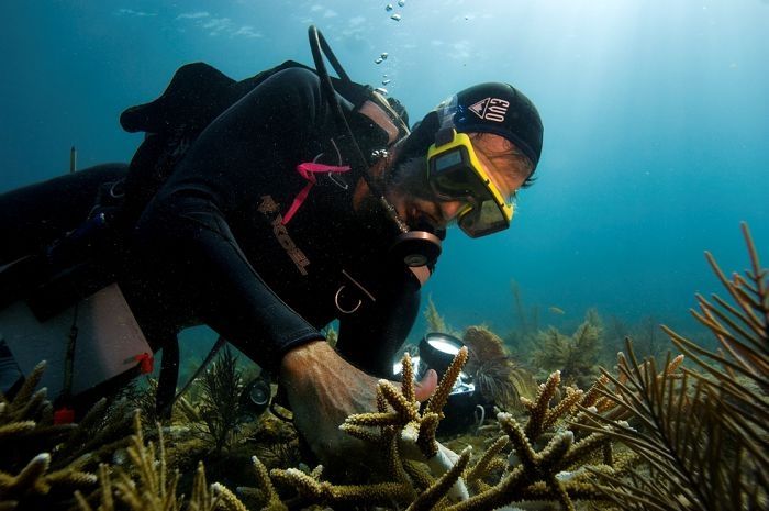 Coral reefs, Key Largo, Florida, United States