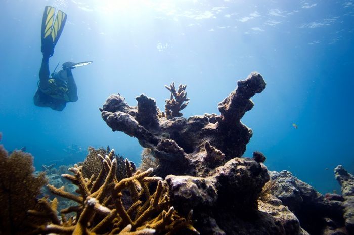 Coral reefs, Key Largo, Florida, United States