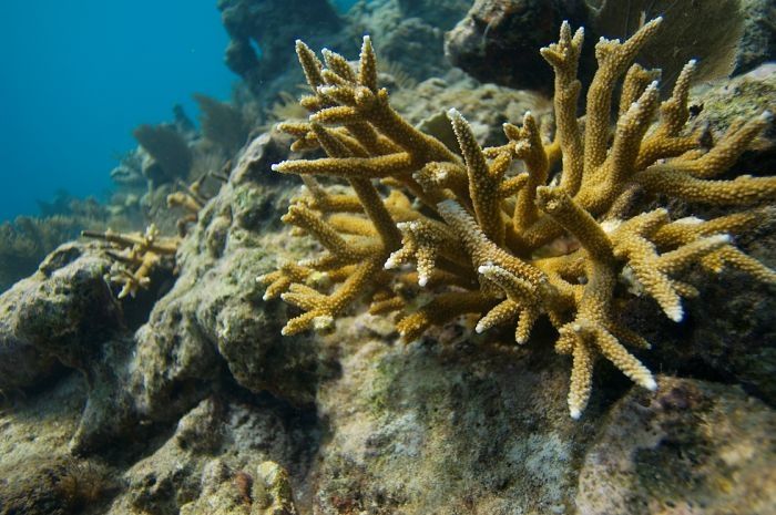 Coral reefs, Key Largo, Florida, United States