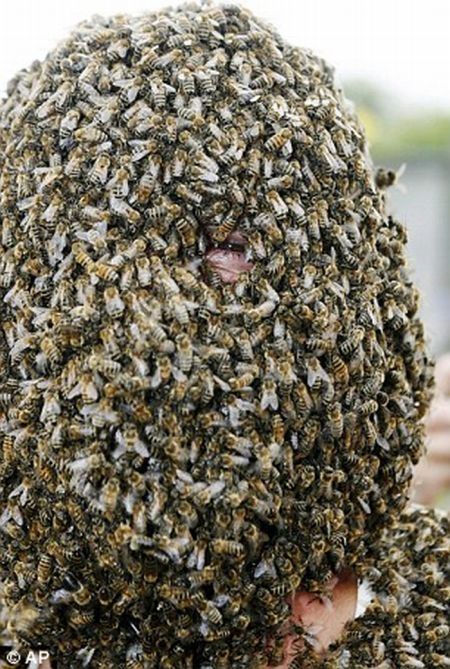 Bee beard competition, Ontario, Canada