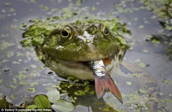 frog eats a fish