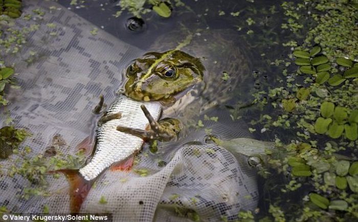 frog eats a fish