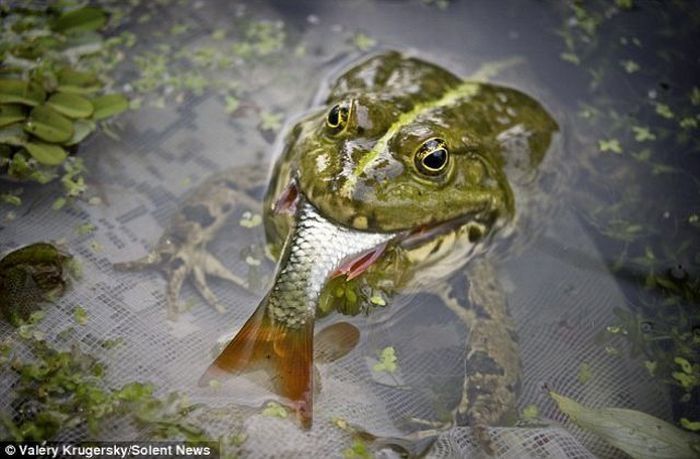 frog eats a fish